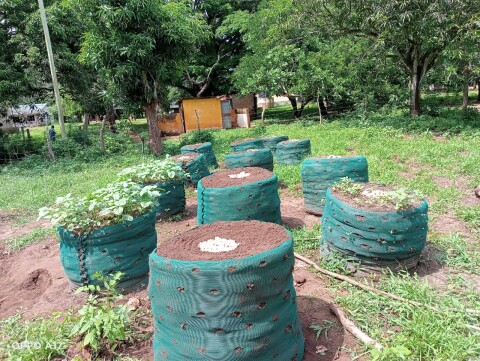 Moestuin3.960x0